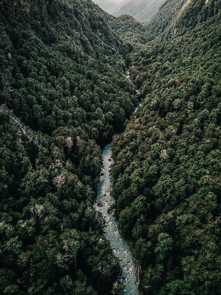 Parc Ferme New Zealand Tours Forest